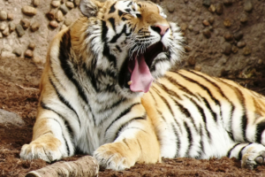 Indian Bengal Tiger2385916075 300x200 - Indian Bengal Tiger - Tiger, Indian, Football, Bengal